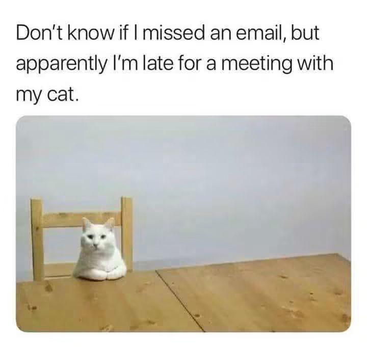 Cat_Meeting.jpg
